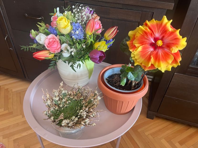 6F83C3F6-BC2C-4FFA-AB3A-43ED973C4804 - Hibiscus