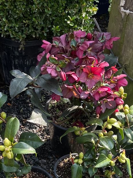 264CFF38-E0CA-4671-99C0-D7300DF152BC - Spanz 2017 2023 2024