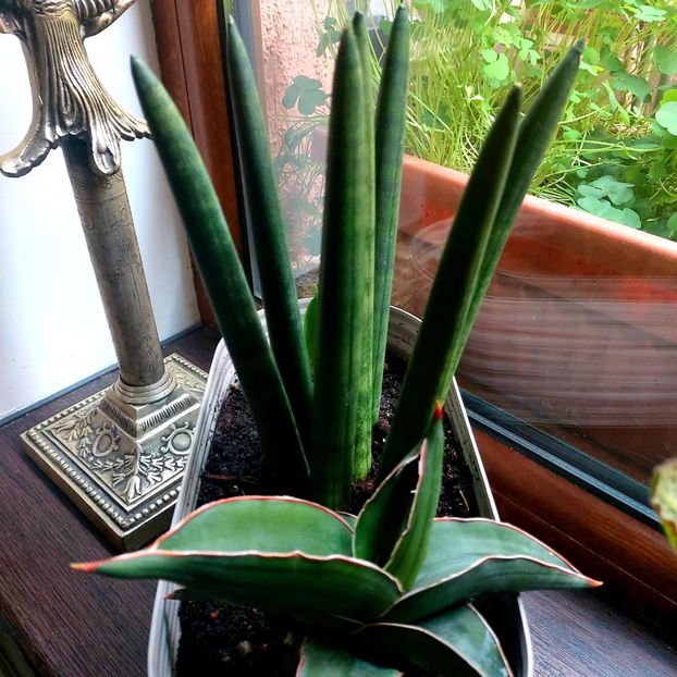  - februarie-martie 2023