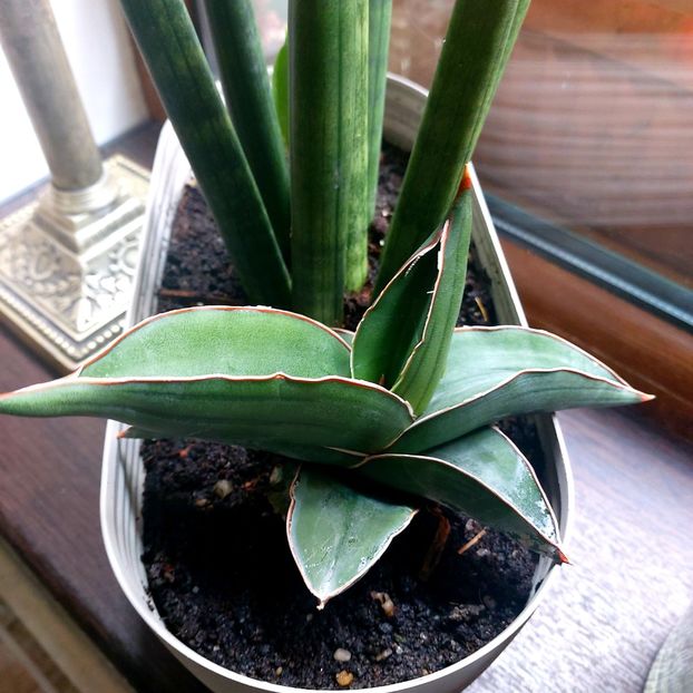  - februarie-martie 2023