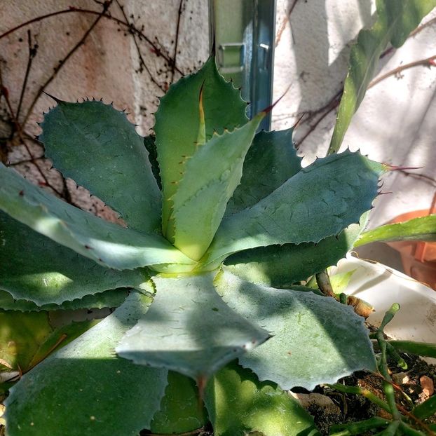  - februarie-martie 2023