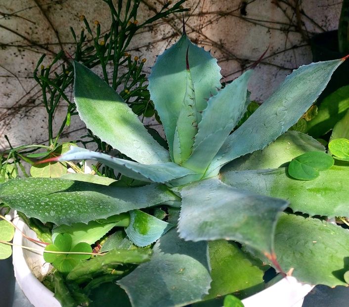  - februarie-martie 2023