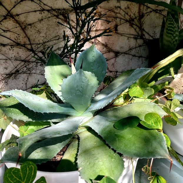  - februarie-martie 2023