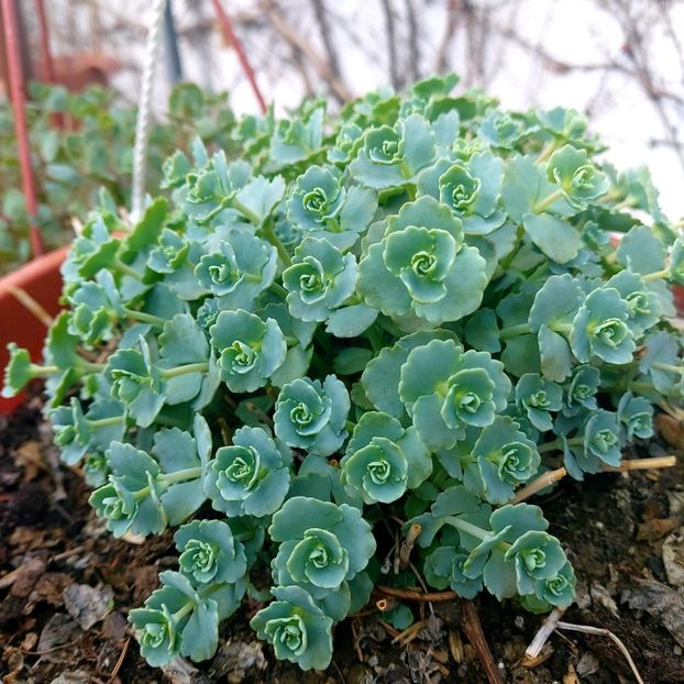  - februarie-martie 2023