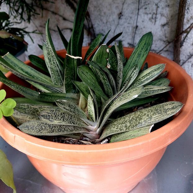  - februarie-martie 2023