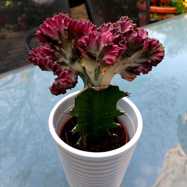  - februarie-martie 2023