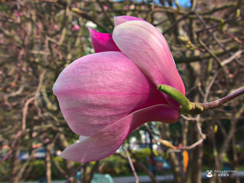 w-23-Magnolia Flower-7505 - FLORI - FLOWERS