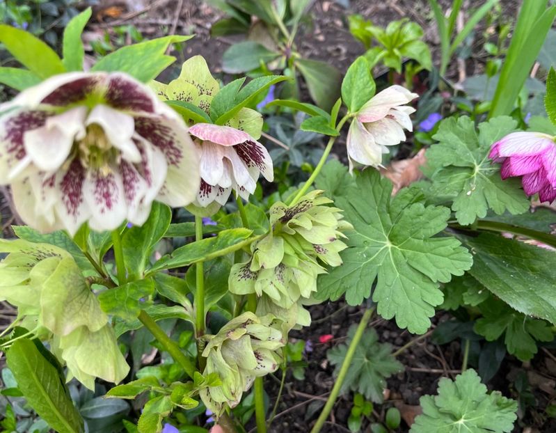 440FC403-0ED6-4F19-BF12-64710C18571E - Spanz 2017 2023 2024