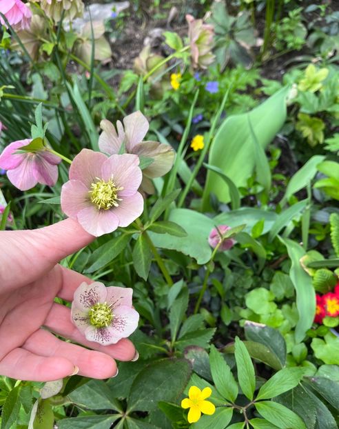 43F56675-4678-4B8E-8E42-C4097B720C59 - Spanz 2017 2023 2024