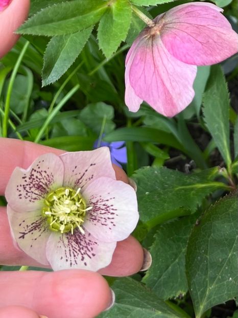 3076941B-D96F-4F62-AEDB-041445F983AA - Spanz 2017 2023 2024