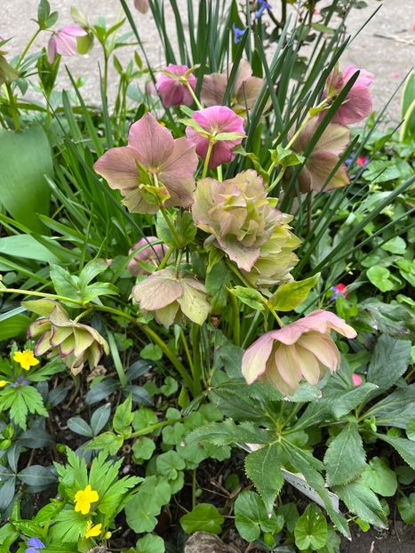 8BF6002C-D3EE-4AE8-8EBA-10F8A0DB70D2 - Spanz 2017 2023 2024