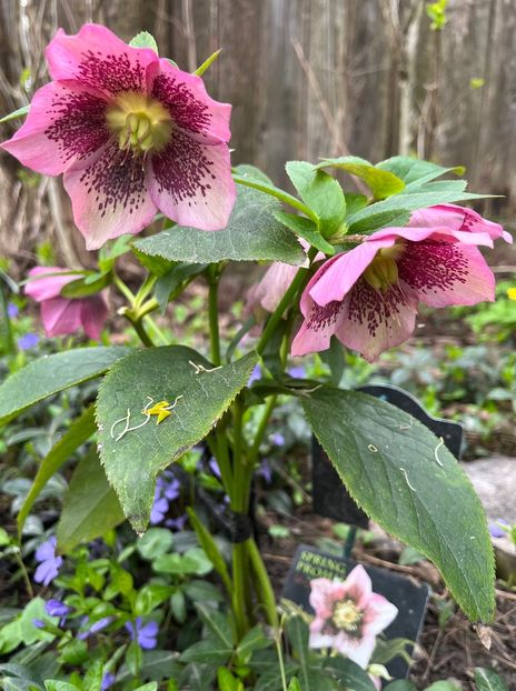 DC6A8D70-3F8E-4E91-A57E-999ED62EC64F - Spanz 2017 2023 2024