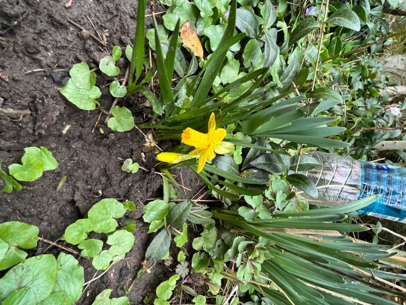 916E2C8B-98FD-42BA-9430-2CA435E6371F - Narcise 2017 2023 24