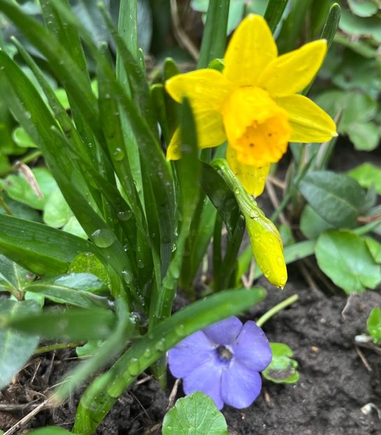 C49F8ADA-2BB1-4F38-AFA3-5B41FAB41ED4 - Narcise 2017 2023 24