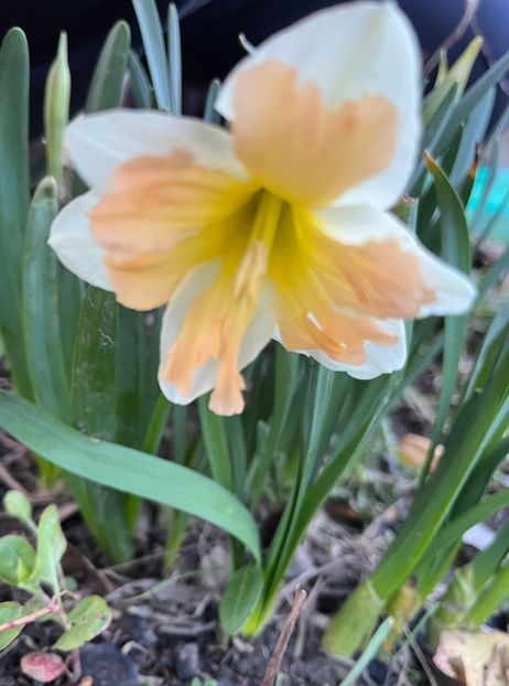 B39954FE-4FAD-4121-BA0E-D5E7F5C9BF5A - Narcise 2017 2023 24