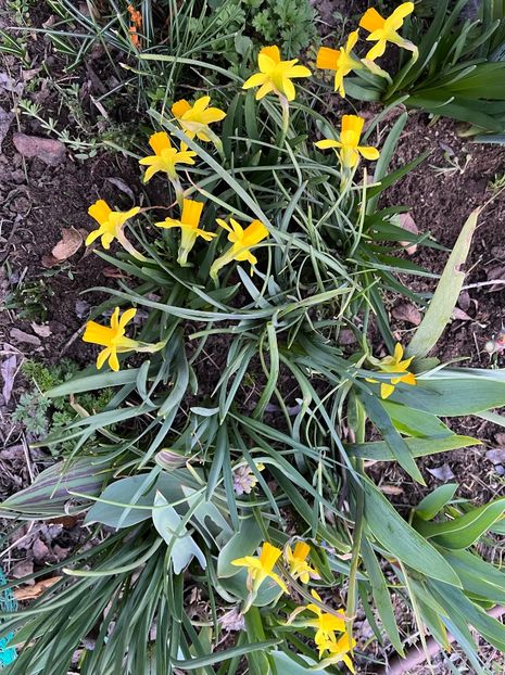 268874EE-69A7-41D1-9892-5B115F12E4D2 - Narcise 2017 2023 24