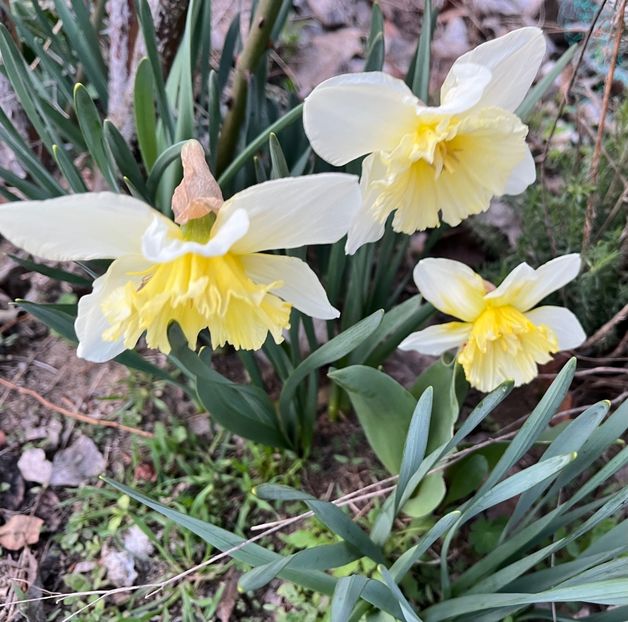 4BD60B6C-3E30-49C3-B88E-D034EE9C3FE2 - Narcise 2017 2023 24