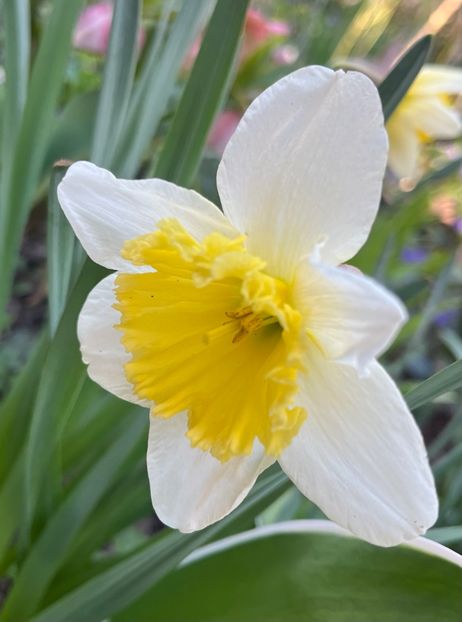 93231D5E-315E-435E-90DC-C481FEE3EA47 - Narcise 2017 2023 24