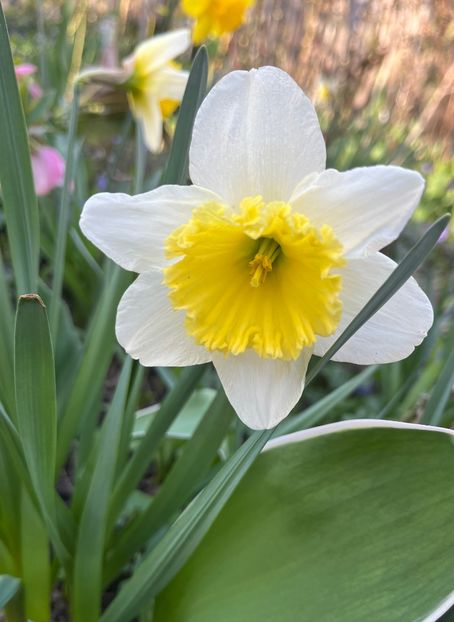 7EF25FA4-A5CA-4D2F-B1EB-0F8E24E7073E - Narcise 2017 2023 24