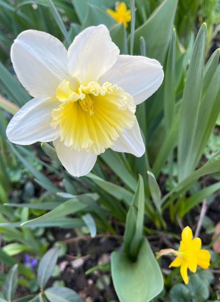 F214626A-84D3-4D3B-B76C-27216C93D250 - Narcise 2017 2023 24
