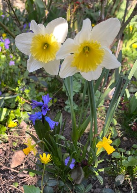 DD876D6C-B970-4A05-BE1B-7E50D464D64F - Narcise 2017 2023 24