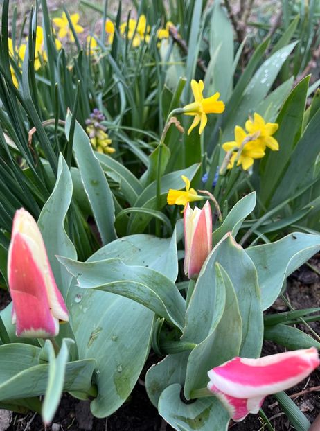 76182554-66B1-4DF5-9433-CA4C0132AA1C - Narcise 2017 2023 24