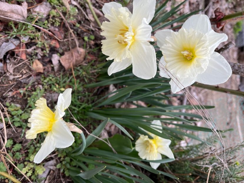 E6016224-0626-4129-88EC-C87481A442BA - Narcise 2017 2023 24