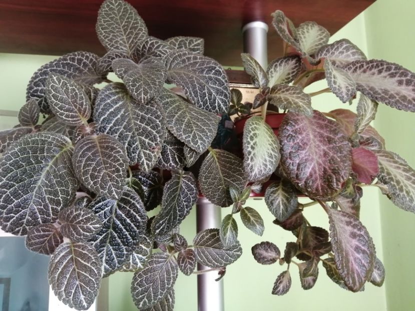  - EPISCIA
