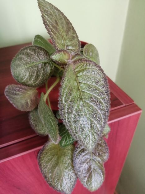  - EPISCIA