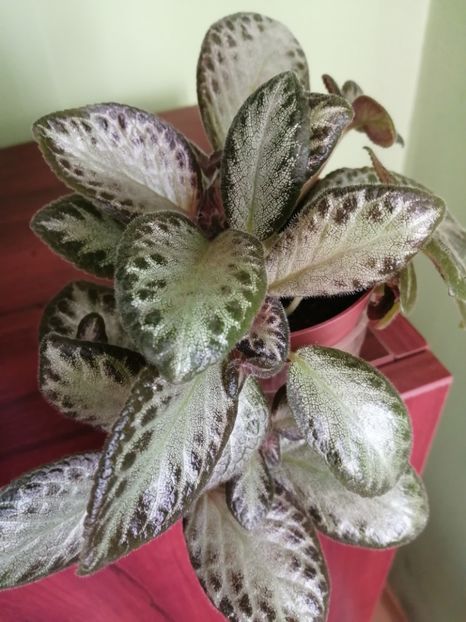  - EPISCIA