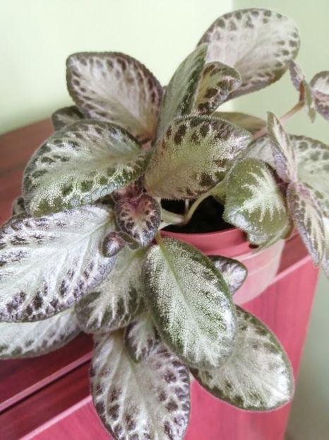  - EPISCIA