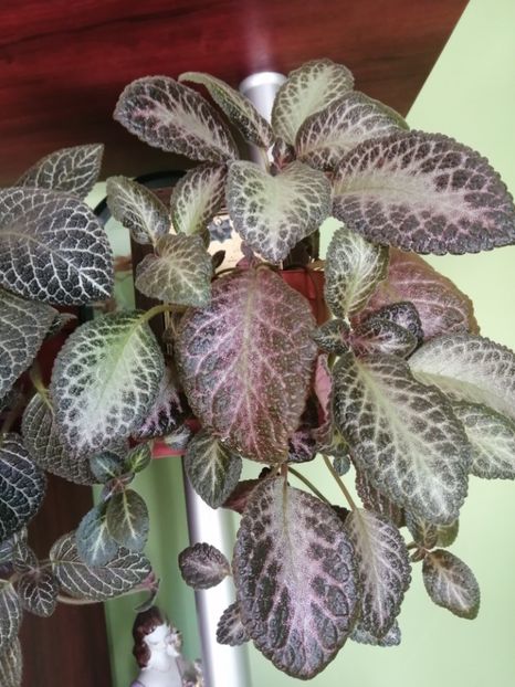  - EPISCIA