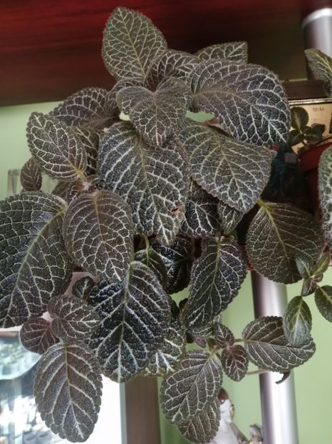  - EPISCIA