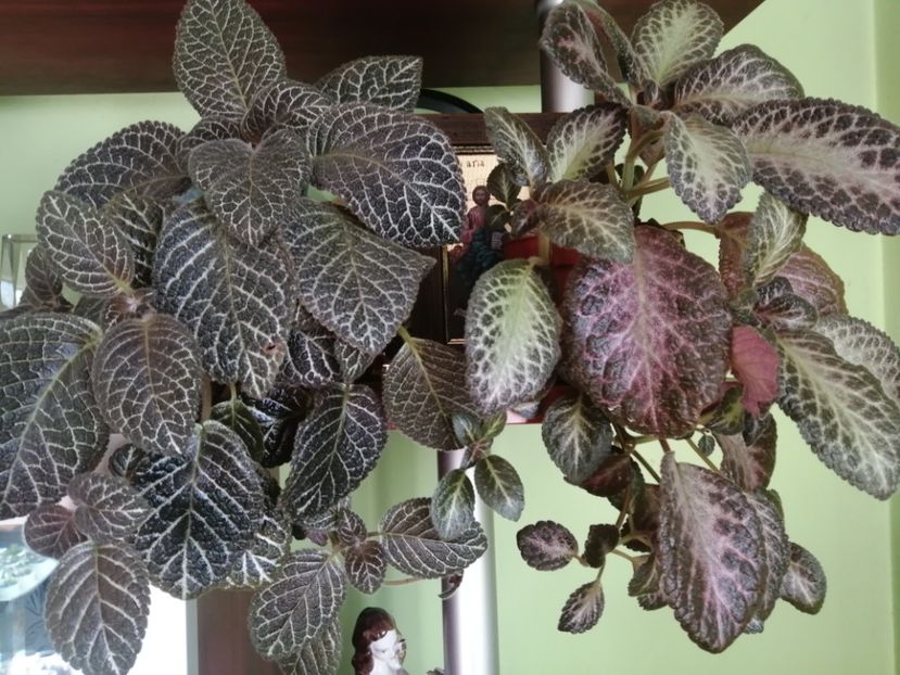 - EPISCIA