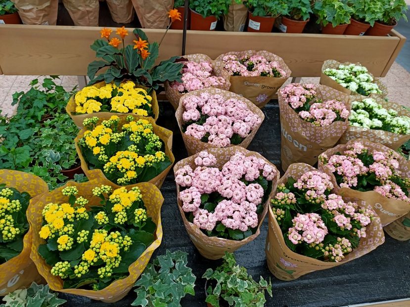 Img.2023.03.25 -Kalanchoe - Magazinul 2