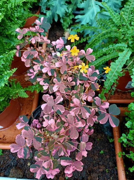 Img.2023.03.25 -oxalis - Magazinul 2