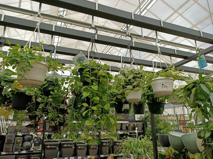 Img.2023.03.25- aeschinanthus și hoya - Magazinul 2