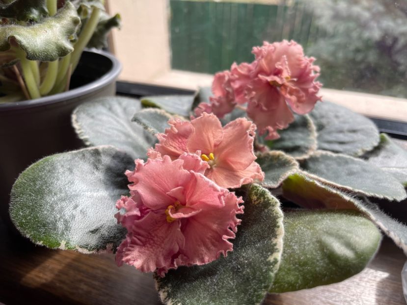 3AF7B554-7A09-4F53-A872-39E2BC55E239 - 001 Violete 2023-2024