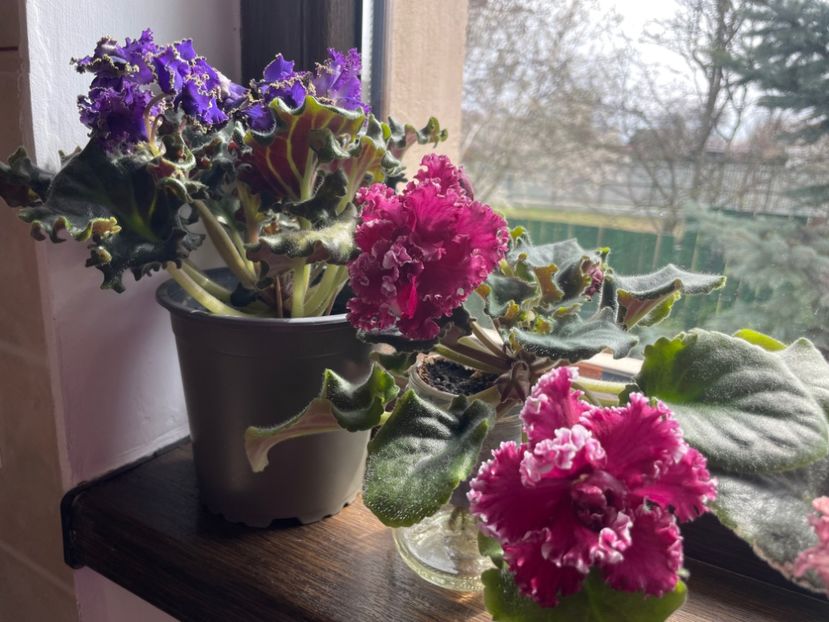 97908453-C521-4BEB-963A-8A223802B236 - 001 Violete 2023-2024