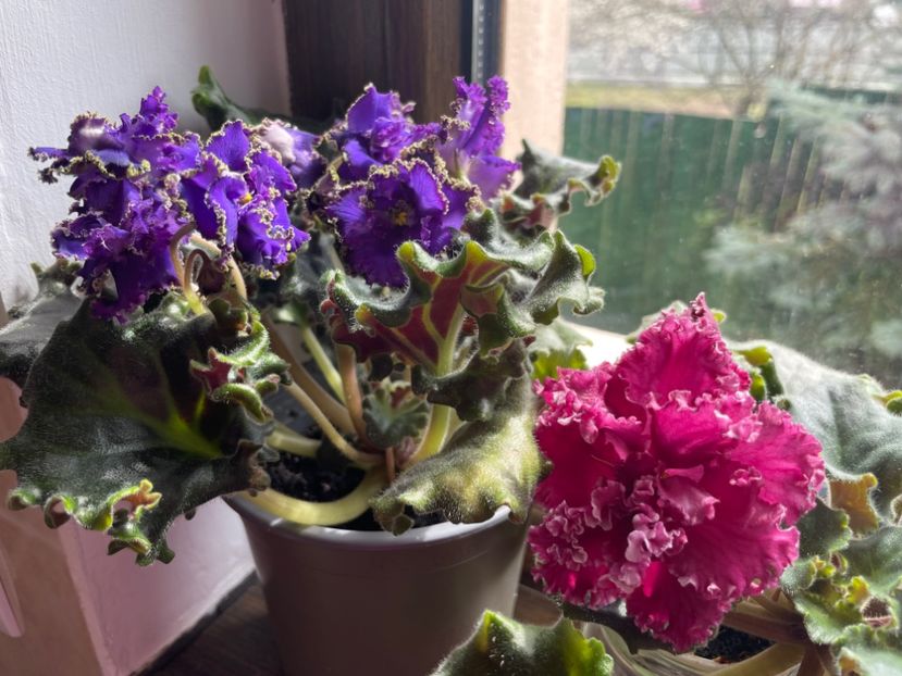 24C64203-7F79-41A7-BB84-5D9EB96591A4 - 001 Violete 2023-2024