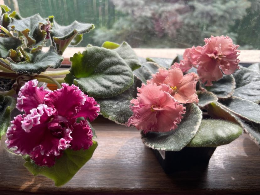 0F43E371-7733-4396-9D30-08862B8A58D6 - 001 Violete 2023-2024