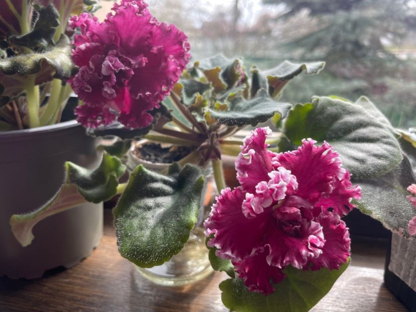 0453077F-605D-4E00-8D3D-B1E9C033E6E2 - 001 Violete 2023-2024