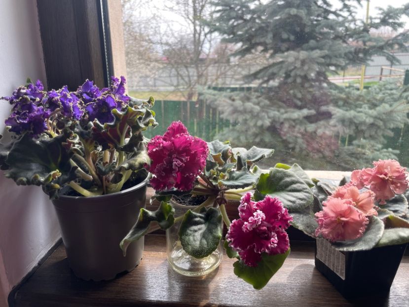 382BF86E-E125-4E80-B65B-FCB3BB5E785F - 001 Violete 2023-2024