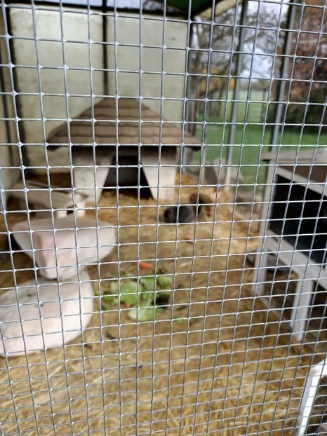 Img.2023.03.29- iepurași - Magazinul 2