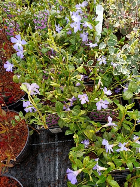 Img.2023.03.29 - Magazinul 2