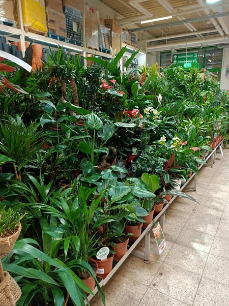 Img.20230329113522 - Magazinul 2