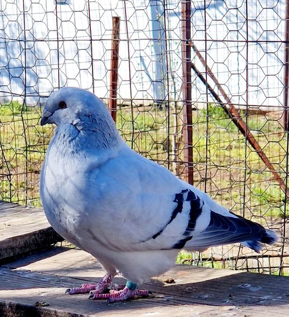 - MATCĂ 2023