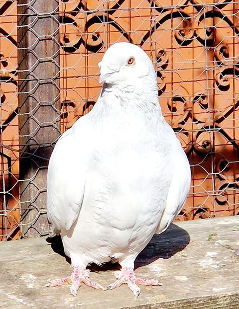  - MATCĂ 2023
