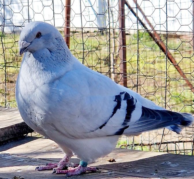  - MATCĂ 2023
