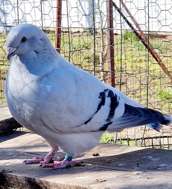  - MATCĂ 2023